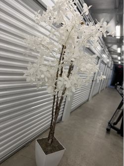 White plant