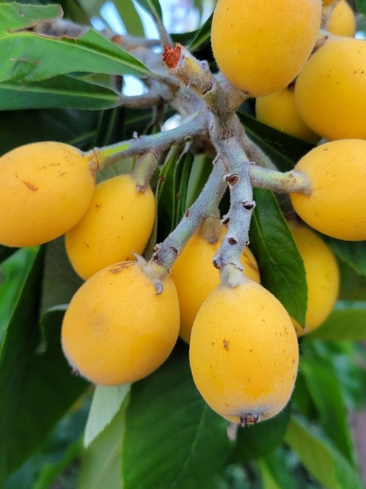 Huge Loquat Tree
