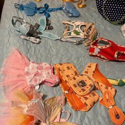 Leashes And Harness 