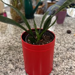 Snake Plant