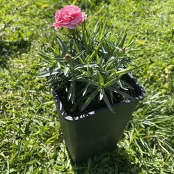 Carnations Pink 
