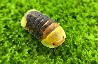 Rubber Ducky Isopods