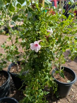 $25 each Bower vines 5gal nursery pot