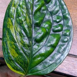Rare High Variegation Plant: Monstera Peru
