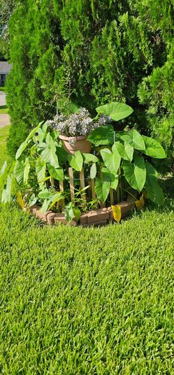 GREEN CALADIUMS (COLOCASIA ESULENTA) ELEPHANT EARS