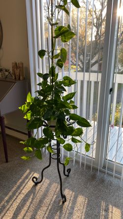 Plant in organic soil