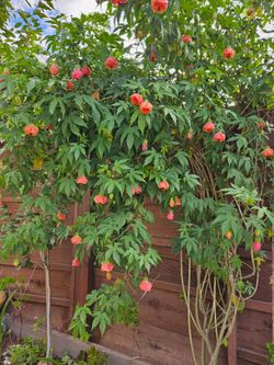 Chinese Lantern rooted plant