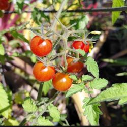 Tomato Plant Already With Tomatoes 🍅 