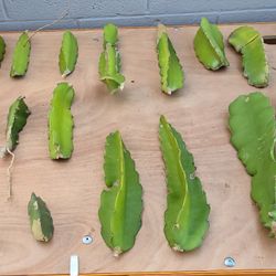 Dragon Fruit Cuttings