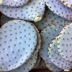 Beavertail Prickly Pear (Opuntia Basilaris) - Pads