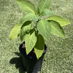 Trompeta de Angel / Angels Trumpet (Brugmansia) 🤍✨
