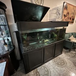 Fish Tank 750$
