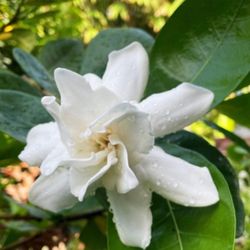 Tahitian Gardenia  double Flower
