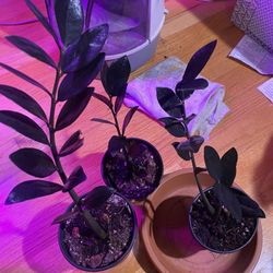 raven zz plant (3 Plants)