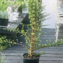 $12 Elephant ear jade plant