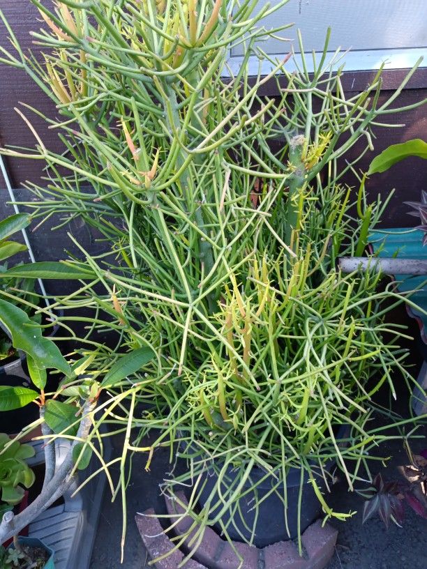 Plants