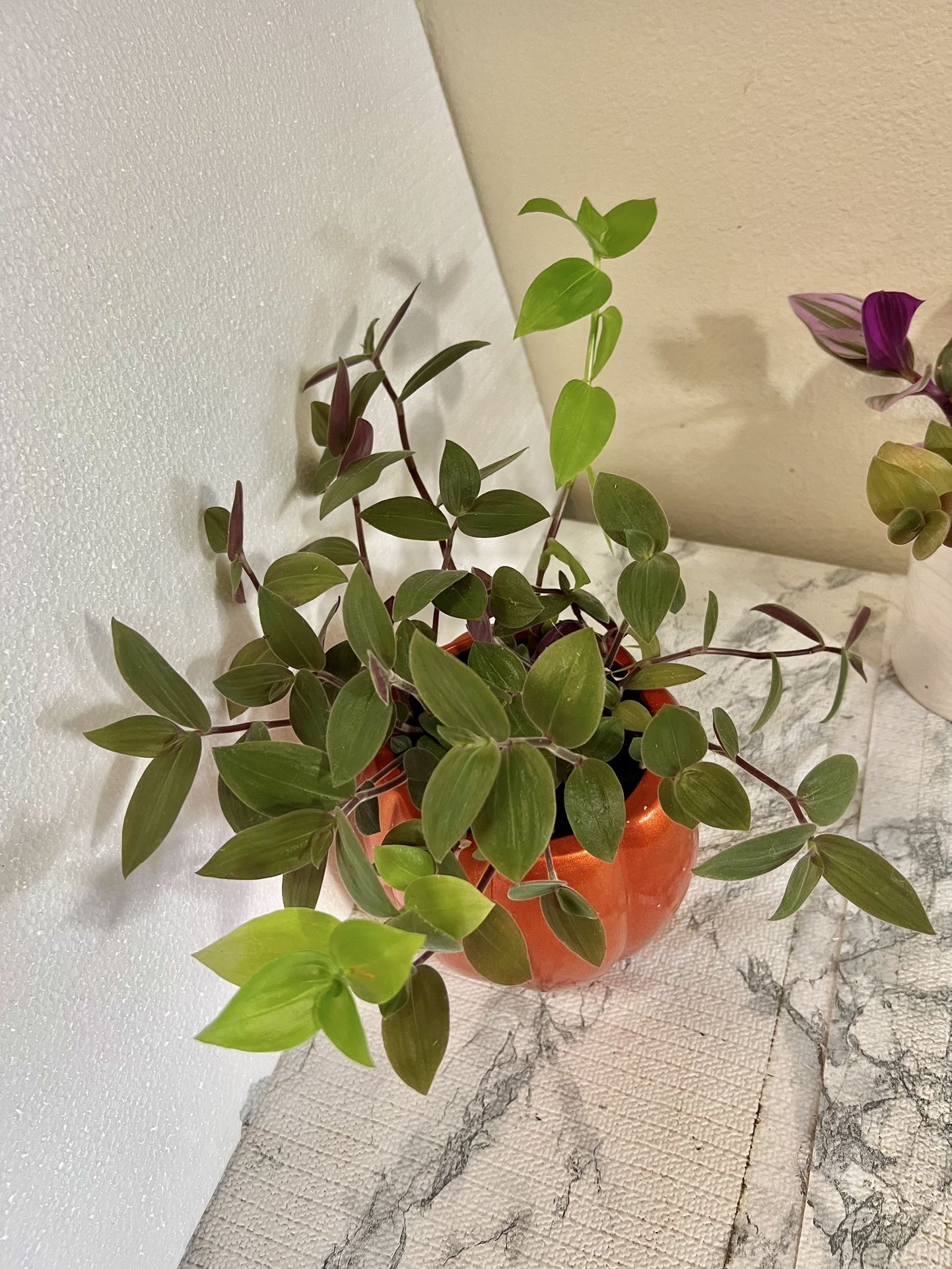 2 Different Tradescantia plant