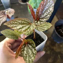 ✨ Begonia Maculata Pink Spot | Beningo✨