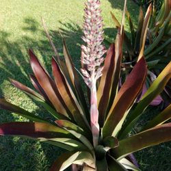 Big triangle ceramic pot Rare BROUMILIA