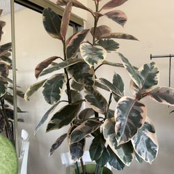 Rubber Plant 5ft +