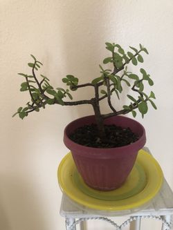 Bonsái Jade Live Tree