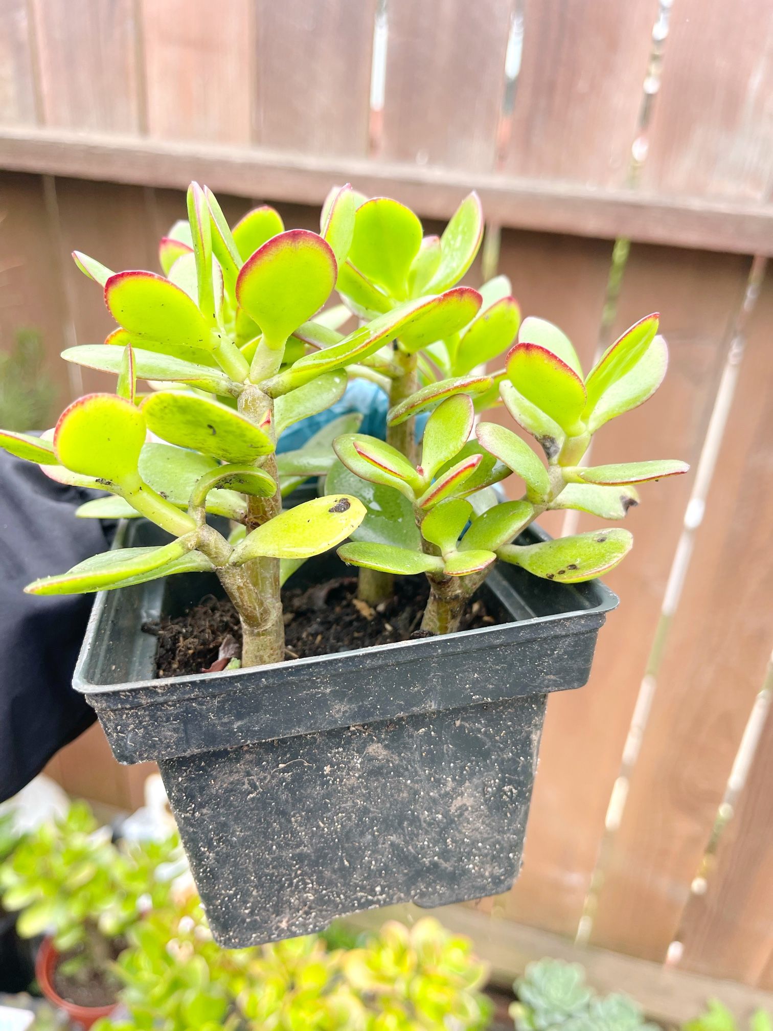 4+ rooted Crassula Ovata green jade plants money tree in 4” pot