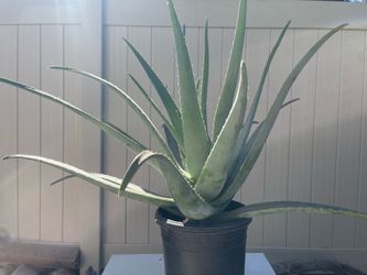 Large Mature Aloe Vera Plants– 25–30” Tall – Healthy
