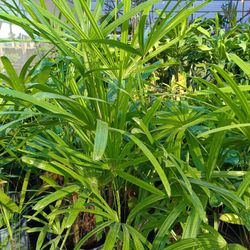 Lady Palm Plants 7gl $45💚