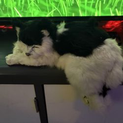 Realistic  Shelf  Cat