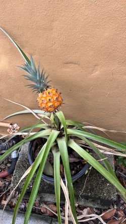 Pineapple tree with baby pineapple growing