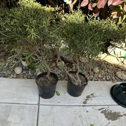 Estos Dos Arbolitos Son Olivos