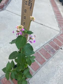 Lantana flowers of the Lantana