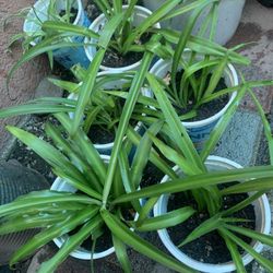 Spider Plants 