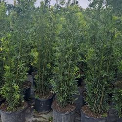 podocarpus Instant Privacy Hedge For Fence Green Full Ready 