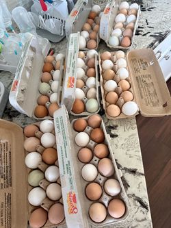 Farm Fresh Eggs Free Range $5/doz