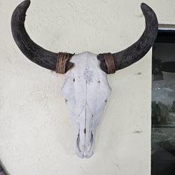 Texas Steer Head