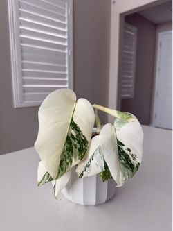 Monstera Albo
