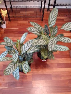 Calathea House Plant
