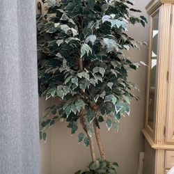 Silk Ficus Tree