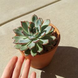 Succulent 