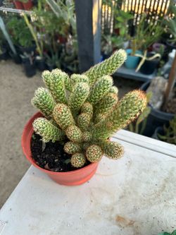 Cactus