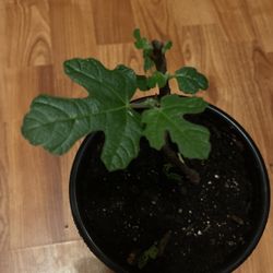 Chicago Hardy Fig Tree 