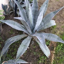 Plants