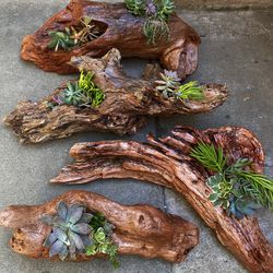 Real Stained Driftwood And Succulent Plants 