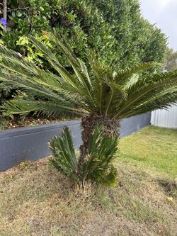 Free sago Palm
