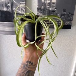 Spider plant ‘Bonnie’