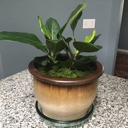 Plant