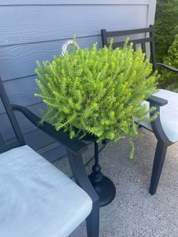 Real plant in the basket