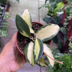 4” Hoya Incrasata Albo 