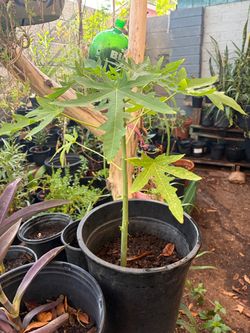 Arbol de papaya